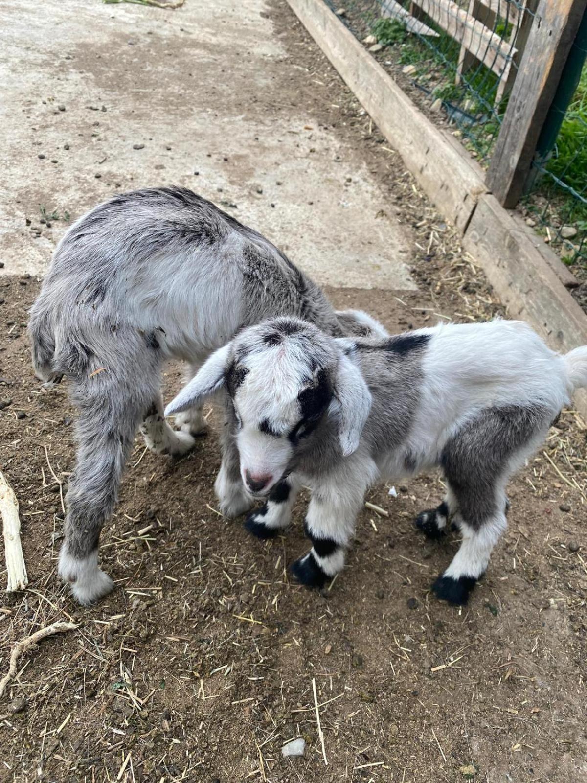 Agriturismo A Ca Du Cappellan Villa Imperia Esterno foto